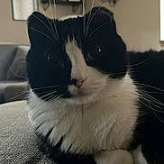 Joe is registered to the contest to win money with this photo: cat, black_and_white, whiskers, indoor, feline, pet, couch, fur, closeup, relaxed, animal, domestic, texture, living_room, cozy, portrait, cute, sitting, home, comfortable