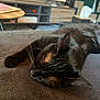 cat, black_cat, sleeping, feline, pet, indoor, blanket, brown, soft_texture, whiskers, ear, nose, living_room, furniture, television, table, shelf, relaxation, cozy, resting