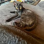 Willow participe au concours pour gagner de l'argent avec cette photo : cat, black_cat, yellow_eyes, feline, pet, indoor, couch, gray_couch, fur, striped_fur, living_room, household_items, relaxed, alert, tail, whiskers, ears, domestic_animal, animal, cozy