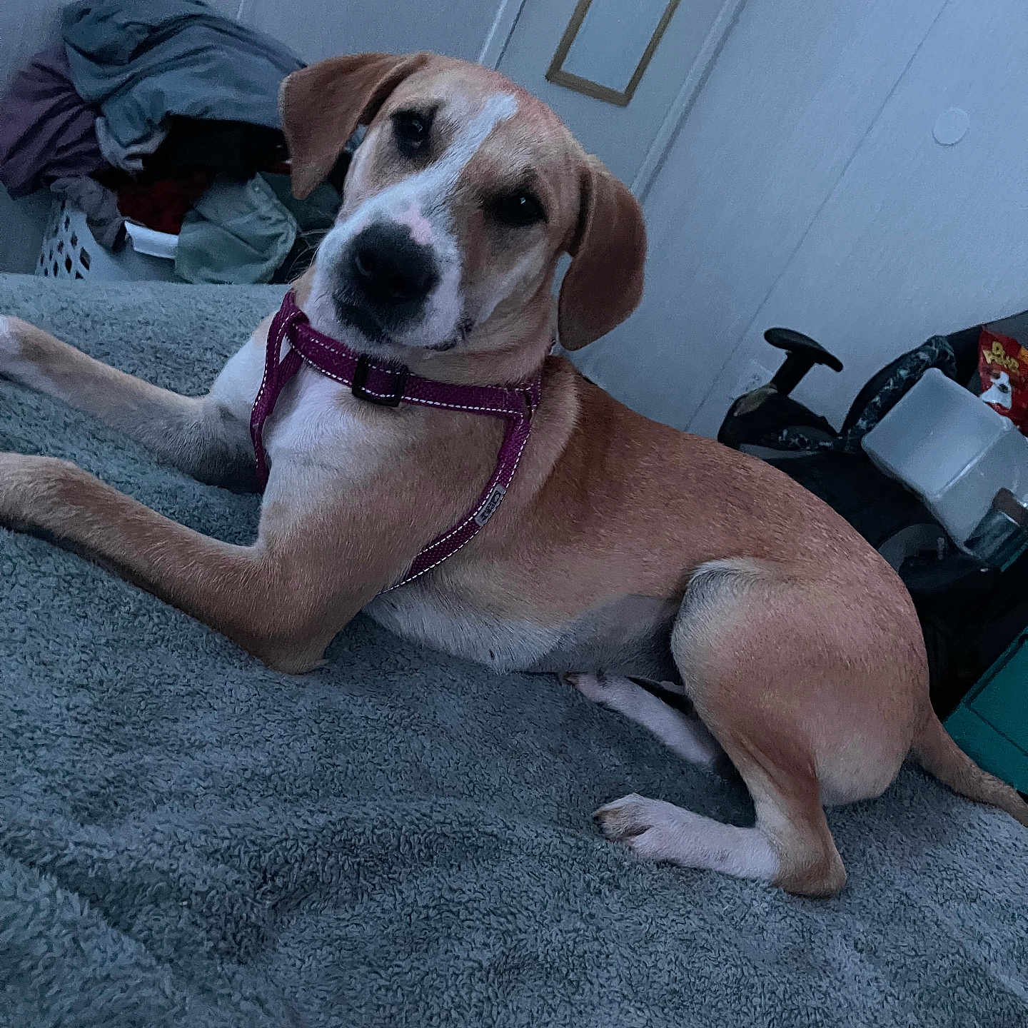 Marley is registered to the contest to win money with this photo: accessories, animal, beagle, blanket, bulldog, canine, clothing, couch, dog, furniture, hat, homedecor, hound, indoors, interiordesign, labradorretriever, pet, pointer, puppy, strap