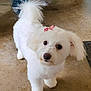 adorable, black_nose, bow, companion, concrete_floor, cute, dark_eyes, dog, fluffy, fur, groomed, indoor, looking_up, paws, pet, portrait, small_dog, standing, tail, white_dog