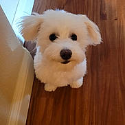 Sweetie Pie is registered to the contest to win money with this photo: baseboard, black_eyes, black_nose, close_up, corner, cute, dog, fluffy, furry, hardwood_floor, indoor, looking_up, paws, pet, puppy, sitting, small_dog, vertical_orientation, wall, white_dog