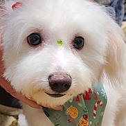 Sweetie Pie is registered to the contest to win money with this photo: dog, white_dog, fluffy, bandana, holiday, festive, green_bandana, cute, pet, animal, indoor, closeup, face, nose, ears, eyes, hand, holding, christmas, decorative