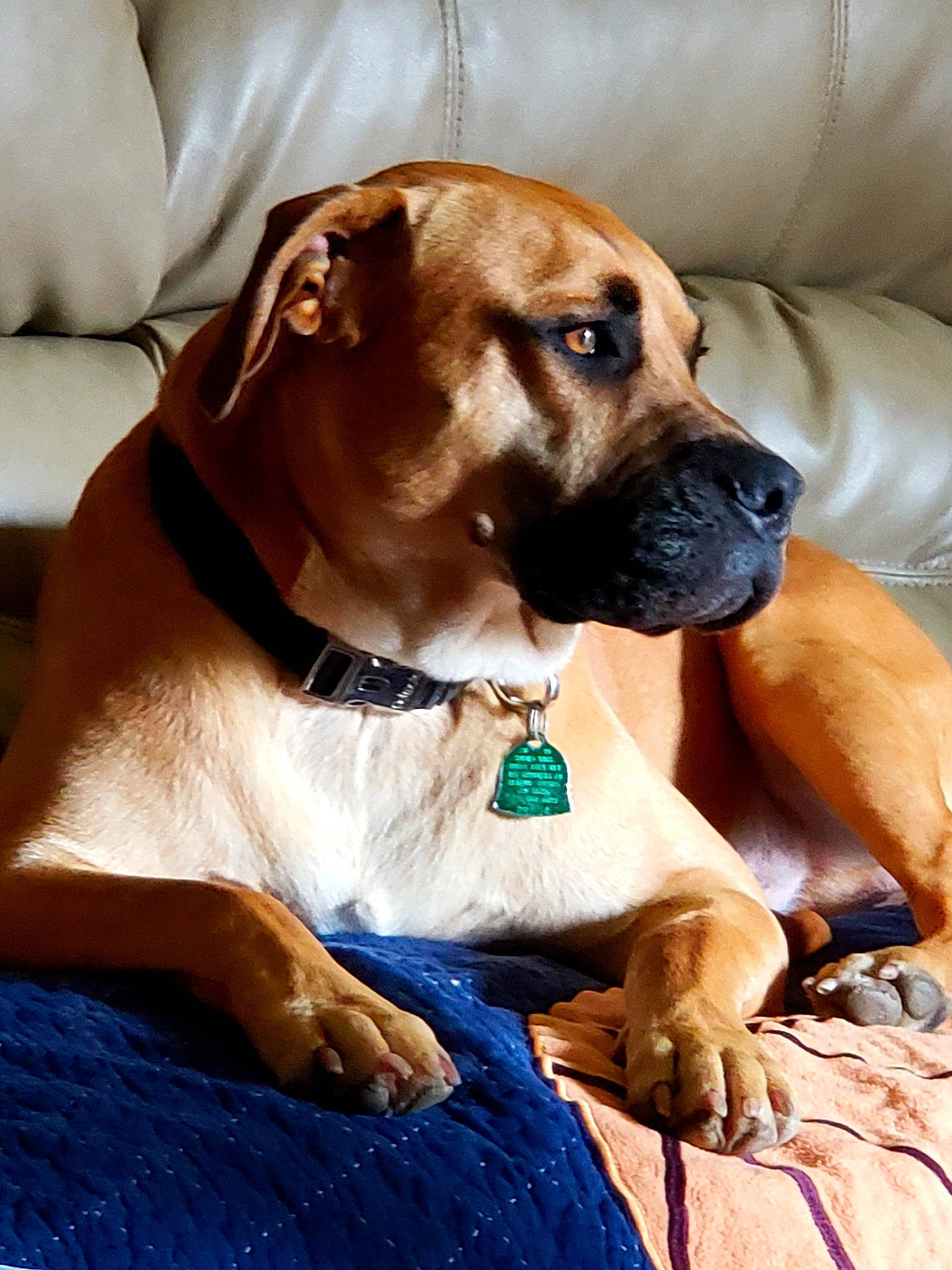 Syruis is registered to the contest to win money with this photo: ancient_dog_breeds, canidae, carnivore, collar, companion_dog, dog, dog_breed, dog_collar, dog_supply, fawn, fur, guard_dog, liver, pet_supply, snout, sporting_group, whiskers, working_animal, working_dog, wrinkle