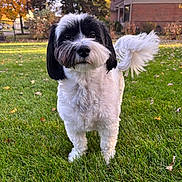Tuffy is registered to the contest to win money with this photo: dog, black_and_white, fluffy, grass, outdoor, pet, animal, lawn, house, suburban, tree, autumn, leaf, tail, cute, fur, daylight, nature, canine, standing