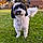 Tuffy