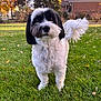 dog, black_and_white, fluffy, grass, outdoor, pet, animal, lawn, house, suburban, tree, autumn, leaf, tail, cute, fur, daylight, nature, canine, standing