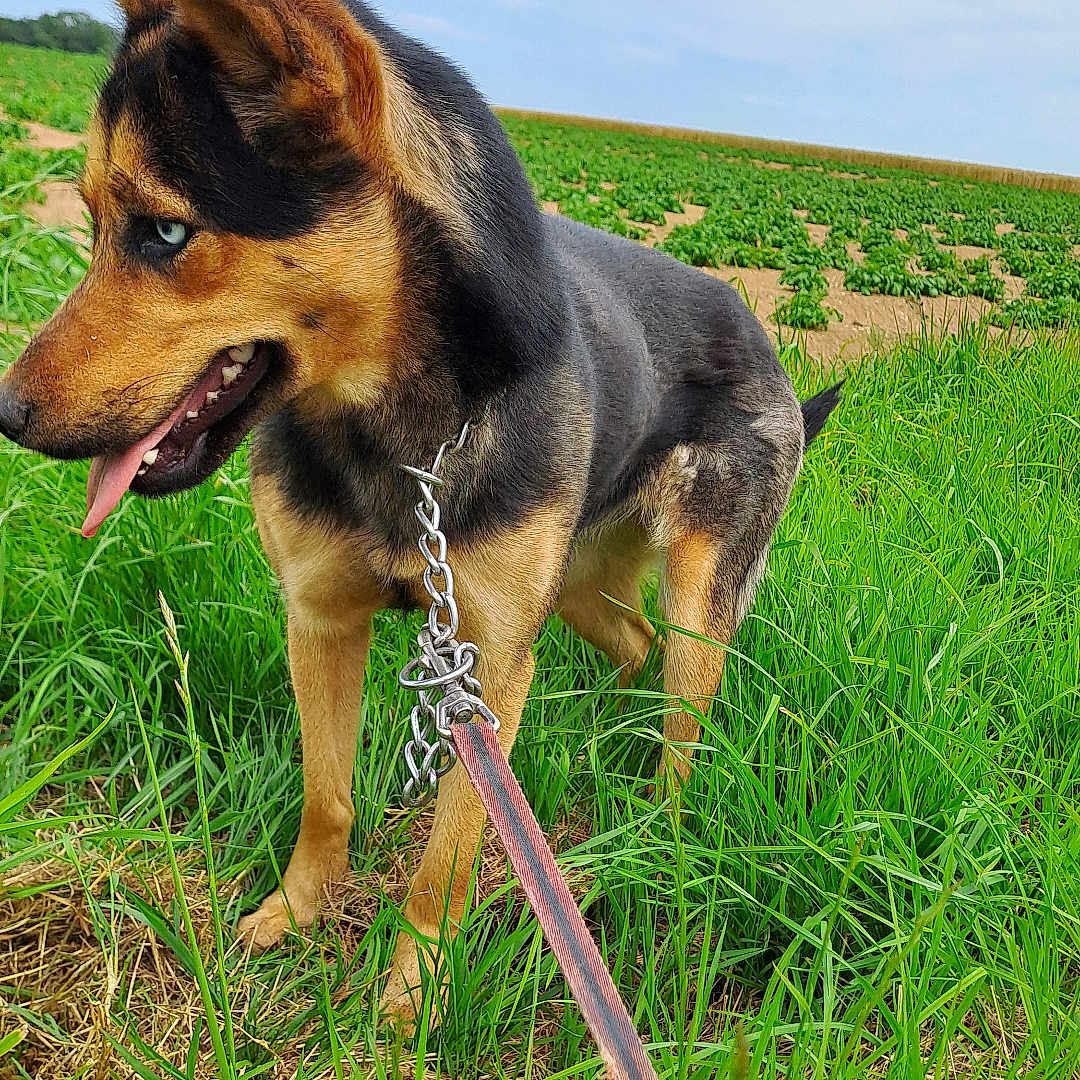 Teïa participe au concours pour gagner de l'argent avec cette photo : accessories, animal, canine, dog, field, germanshepherd, grass, grassland, green, hound, leash, nature, outdoors, pet, plant, policedog, puppy, strap, yard