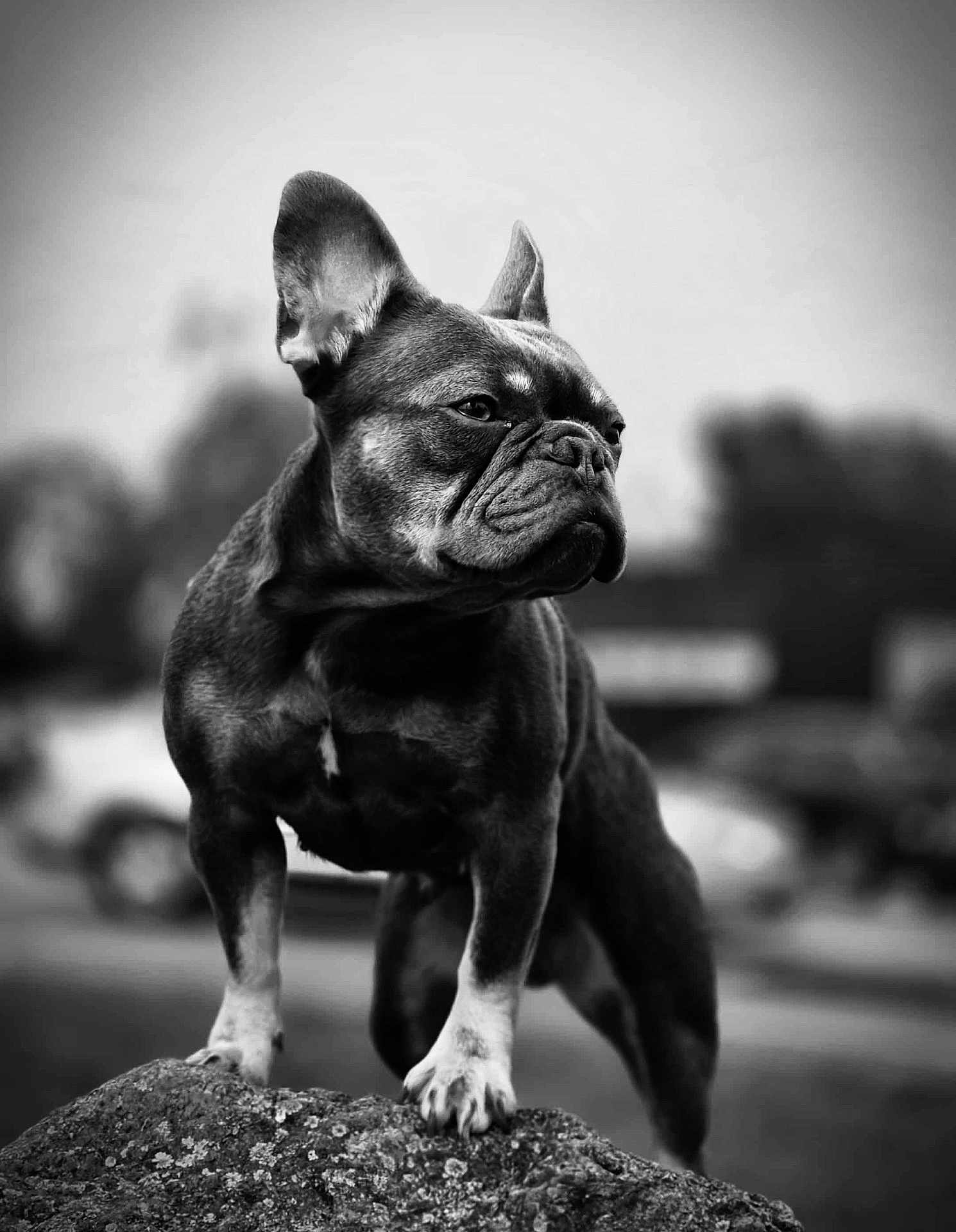 Avane participe au concours pour gagner de l'argent avec cette photo : dog, french_bulldog, pet, portrait, black_and_white, monochrome, outdoors, rock, ears, wrinkled_face, paws, standing, shallow_depth_of_field, blurred_background, texture, close_up, animal, cute, attentive, stoic