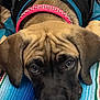 Luna joined the competition — help win amazing prizes! adorable, animal, black_jersey, blue_blanket, close_up, collar, cute, dog, domestic_animal, ears, face, furry, indoor, lying_down, pet, puppy, resting, striped_blanket, wrinkles, young_dog