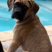 Luna joined the competition — help win amazing prizes! dog, pet, canine, bed, pool, water, outdoor, fur, brown, black_face, animal, relaxing, portrait, sitting, looking_back, cozy, soft_focus, background_blur, domestic, companion