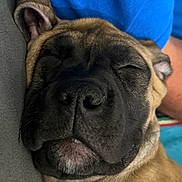 Luna is registered to the contest to win money with this photo: animal, black_muzzle, blue_clothing, brown_fur, close_up, companion, cozy, cute, dog, domestic_animal, ears, face, indoor, napping, pet, relaxed, resting, sleeping, soft_surface, whiskers