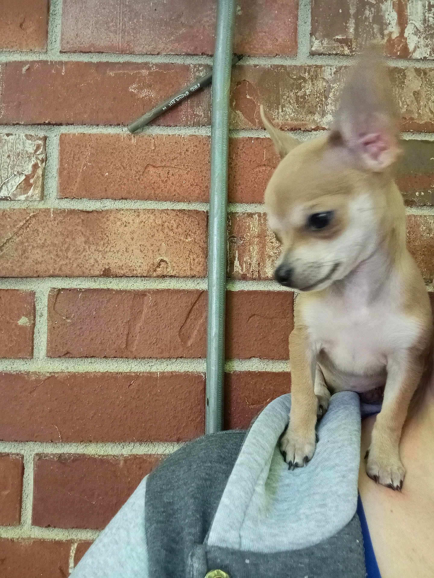 Tiny is registered to the contest to win money with this photo: dog, puppy, chihuahua, brick_wall, person, hoodie, shoulder, small_dog, pet, animal, cute, indoor, casual, brown, fur, ears, face, nose, paw, curious