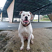 Athéna participe au concours pour gagner de l'argent avec cette photo : dog, white_dog, sitting, collar, outdoor, parking_lot, solar_panels, structure, dirt, happy, pet, canine, daytime, animal, mammal, fur, tongue_out, ears, paws, ground