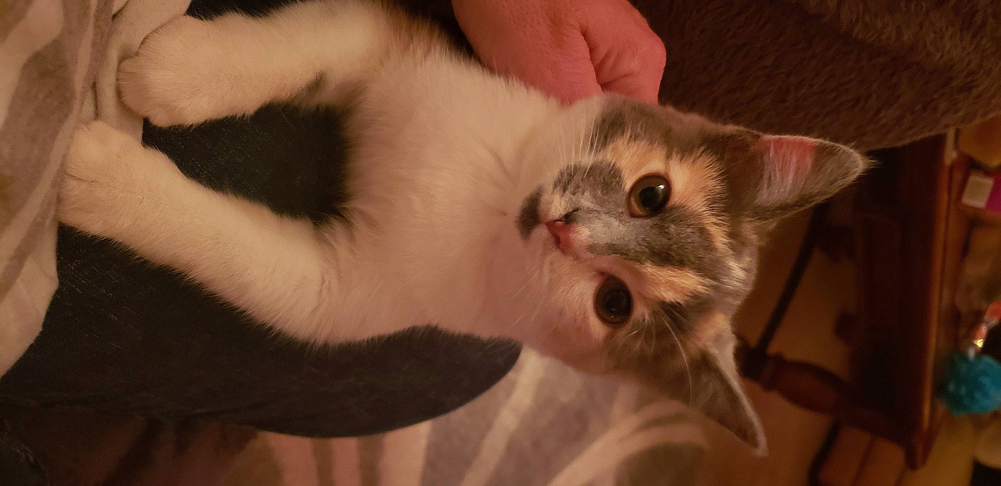 Penelope joined the competition — help win amazing prizes! carnivore, cat, claw, close_up, domestic_short_haired_cat, ear, eye, eyelash, fawn, felidae, fur, gesture, head, mammal, paw, small_to_medium_sized_cats, snout, tail, vertebrate, whiskers