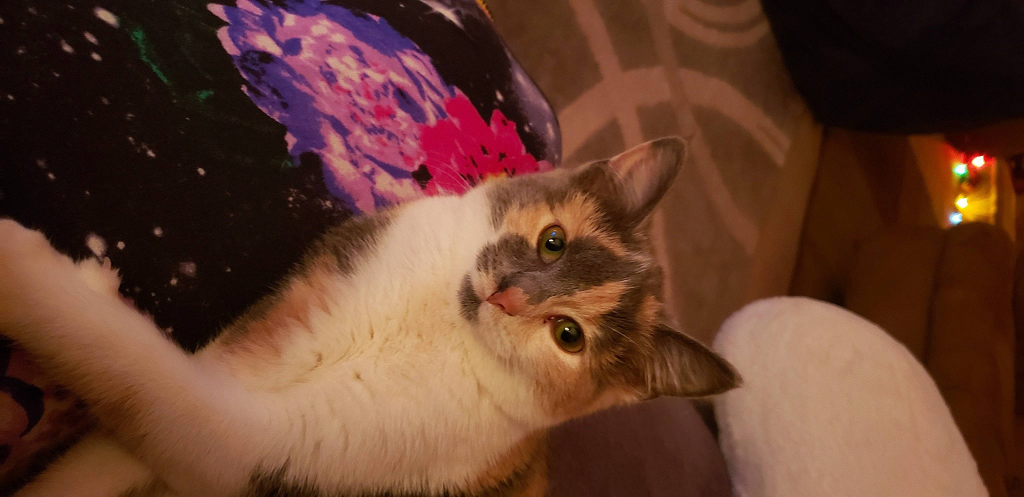 Penelope joined the competition — help win amazing prizes! astronomical_object, balinese, carnivore, cat, domestic_short_haired_cat, ear, fawn, felidae, fur, paw, small_to_medium_sized_cats, snout, tail, thai, whiskers, window