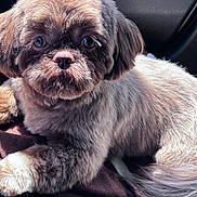 Koko is registered to the contest to win money with this photo: dog, pet, fluffy, groomed, car_interior, sunlight, close_up, cute, relaxed, animal, fur, paw, seat, domestic_animal, companion, portrait, indoor, cozy, looking_at_camera, resting
