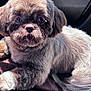 dog, pet, fluffy, groomed, car_interior, sunlight, close_up, cute, relaxed, animal, fur, paw, seat, domestic_animal, companion, portrait, indoor, cozy, looking_at_camera, resting