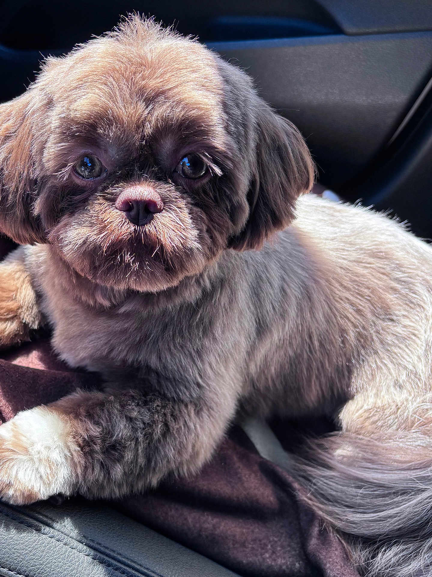 Koko is registered to the contest to win money with this photo: dog, pet, fluffy, groomed, car_interior, sunlight, close_up, cute, relaxed, animal, fur, paw, seat, domestic_animal, companion, portrait, indoor, cozy, looking_at_camera, resting