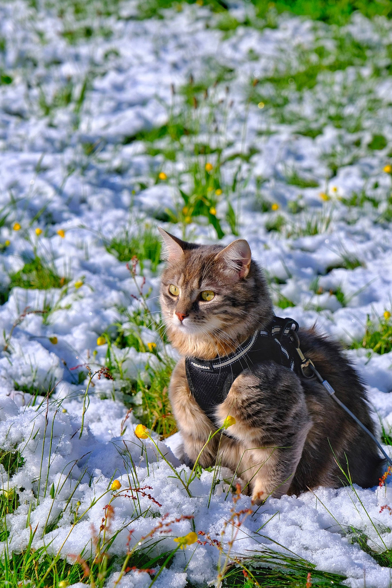 Simba a rejoint le concours — aidez-le/la à gagner de superbes lots ! carnivore, cat, domestic_short_haired_cat, felidae, freezing, fur, grass, natural_landscape, plant, small_to_medium_sized_cats, snout, snow, tail, terrestrial_animal, tree, twig, whiskers, wildlife, winter, wood