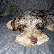 Dustie joined the competition — help win amazing prizes! dog, pet, lying_down, quilted_blanket, gray, fur, close_up, face, beard, brown_eyes, sleepy, cozy, indoor, resting, cute, animal, companion, portrait, fluffy, snout