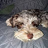 dog, pet, lying_down, quilted_blanket, gray, fur, close_up, face, beard, brown_eyes, sleepy, cozy, indoor, resting, cute, animal, companion, portrait, fluffy, snout