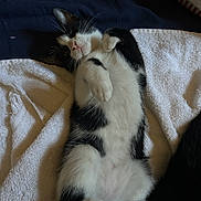 Atlas participe au concours pour gagner de l'argent avec cette photo : cat, black_and_white, lying_down, towel, relaxed, pet, indoor, fur, whiskers, paws, cute, sleepy, animal, mammal, resting, domestic, cozy, soft, portrait, feline
