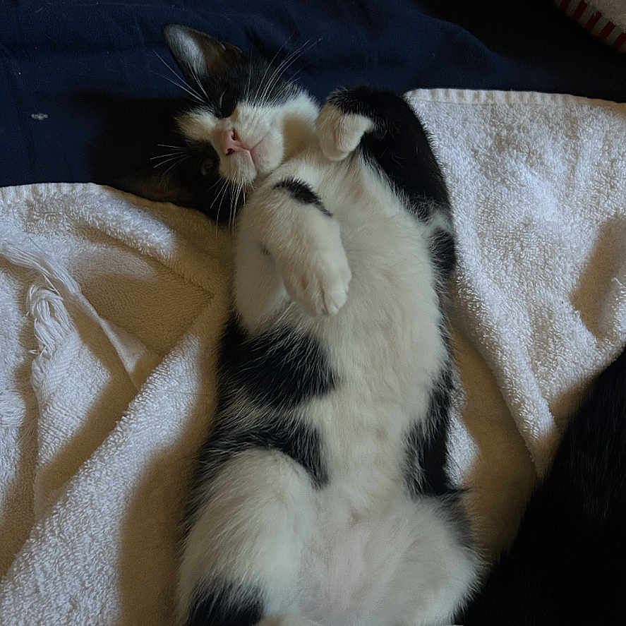Atlas participe au concours pour gagner de l'argent avec cette photo : animal, black_and_white, cat, cozy, cute, domestic, feline, fur, indoor, lying_down, mammal, paws, pet, portrait, relaxed, resting, sleepy, soft, towel, whiskers