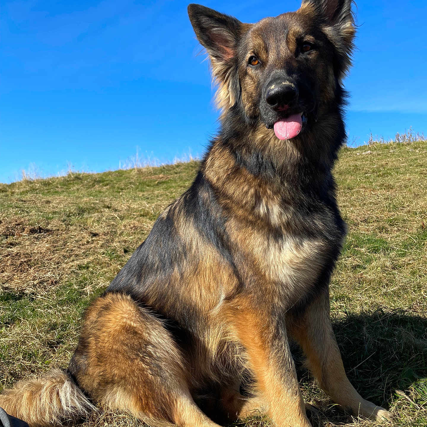 Tess a rejoint le concours — aidez-le/la à gagner de superbes lots ! animal, canine, dog, germanshepherd, pet, policedog, puppy