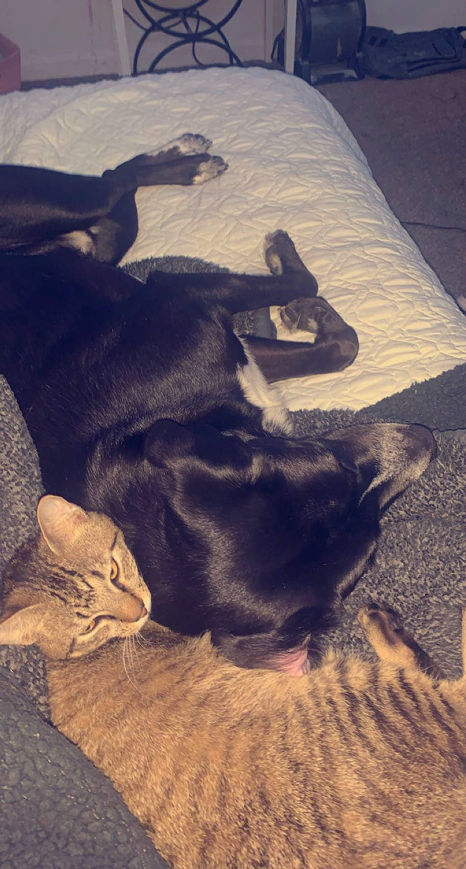 Mickey joined the competition — help win amazing prizes! black_cat, canidae, carnivore, cat, dobermann, dog, dog_breed, felidae, guard_dog, labrador_retriever, nap, puppy, sleep, sporting_group, tail