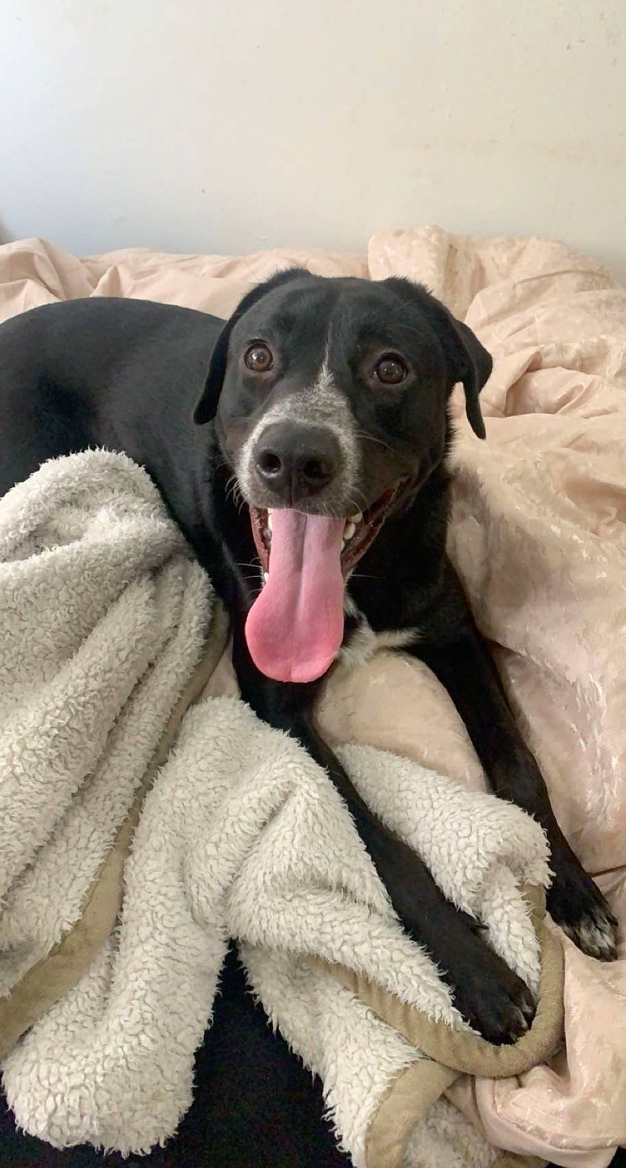 Mickey joined the competition — help win amazing prizes! beagador, borador, canidae, carnivore, dog, dog_breed, eurohound, greyhound, italian_greyhound, labrador_retriever, mammal, rare_breed_dog, snout, sporting_group, vertebrate