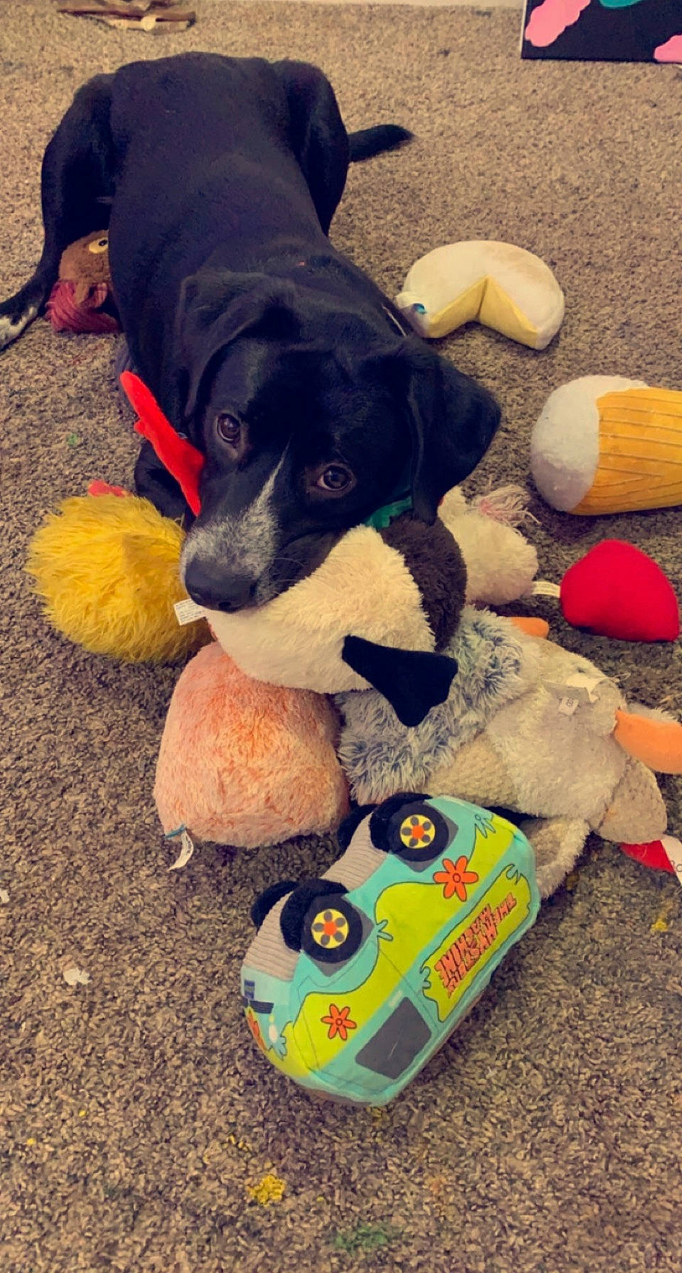Mickey is registered to the contest to win money with this photo: beagador, canidae, carnivore, dog, dog_breed, dog_toy, pointer, puppy, sporting_group