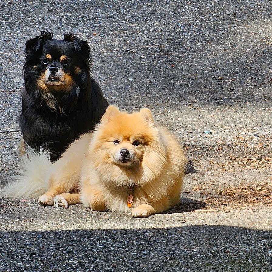 Pappy And Buddy joined the competition — help win amazing prizes! accessories, alloywheel, animal, canine, car, carwheel, chow, dog, machine, pet, puppy, road, spoke, strap, tarmac, terrier, tire, transportation, vehicle, wheel