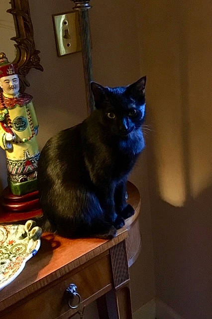 Monster is registered to the contest to win money with this photo: asian, black_cat, bombay, burmese, carnivore, cat, chartreux, domestic_short_haired_cat, ear, european_shorthair, felidae, korat, nebelung, room, russian_blue, small_to_medium_sized_cats, table, tail, tonkinese, whiskers