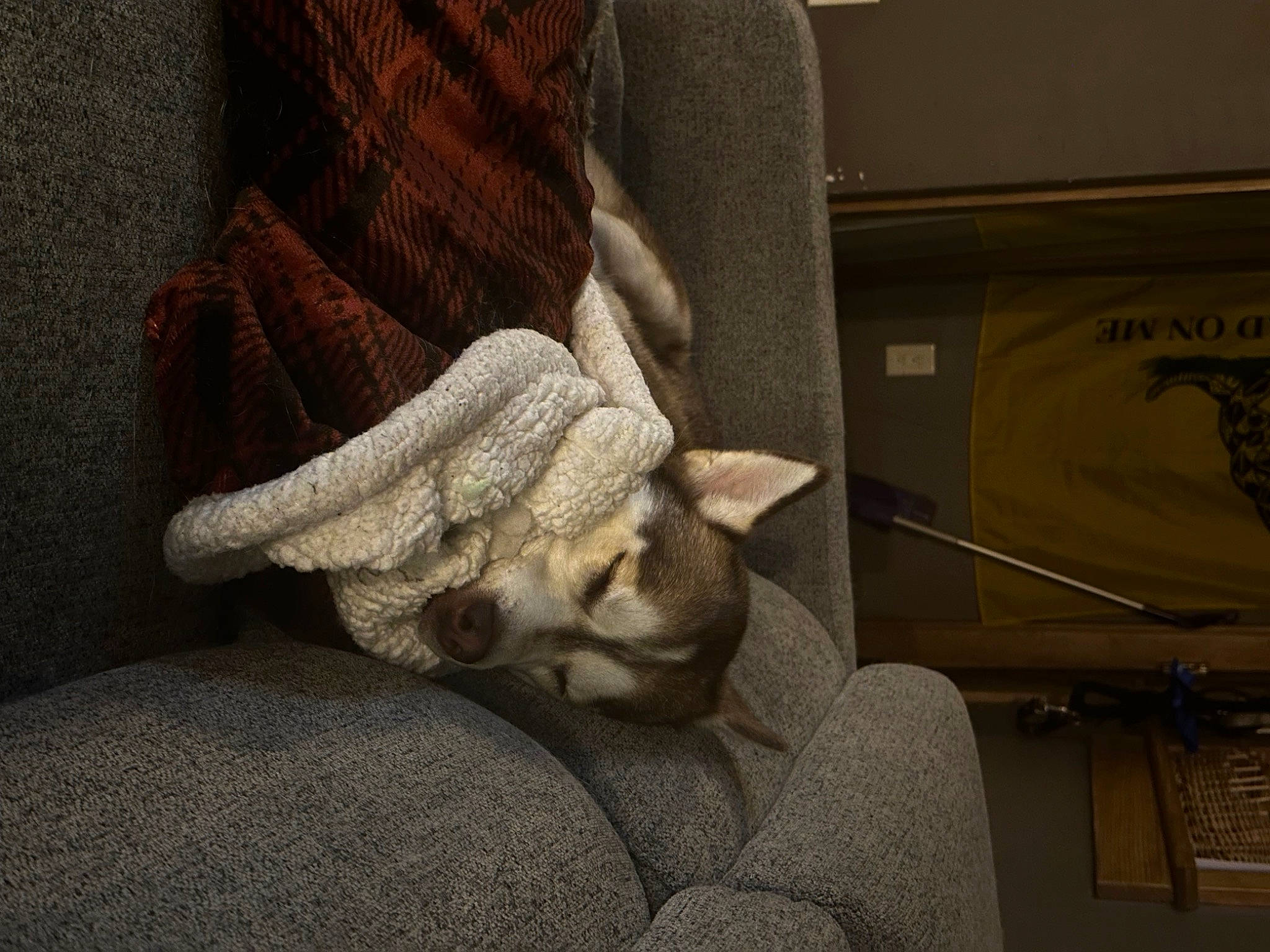 Harper joined the competition — help win amazing prizes! canidae, carnivore, cat, comfort, domestic_short_haired_cat, fawn, felidae, flooring, foot, grey, human_leg, knee, linens, room, small_to_medium_sized_cats, snout, tail, terrestrial_animal, whiskers, wood