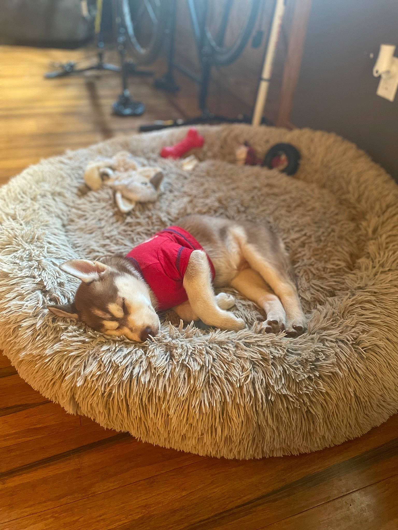 Harper joined the competition — help win amazing prizes! bicycle_wheel, canidae, carnivore, cat_bed, comfort, companion_dog, couch, dog, dog_breed, fawn, felidae, flooring, fur, hardwood, nap, small_to_medium_sized_cats, sporting_group, tail, whiskers, wood