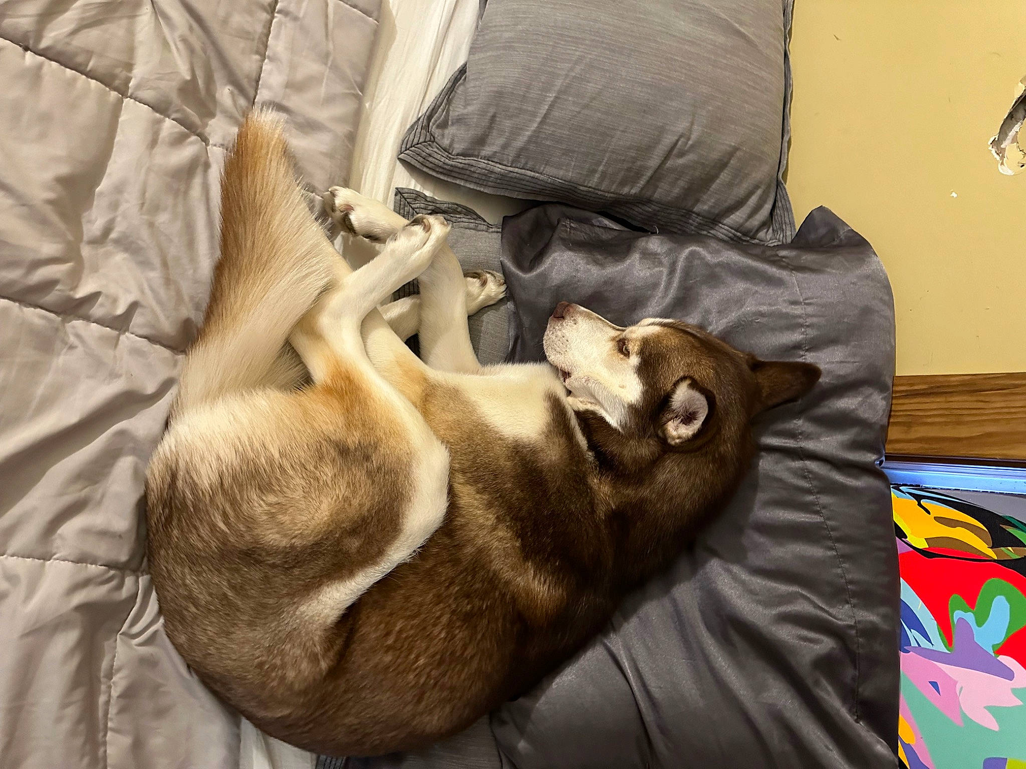 Harper is registered to the contest to win money with this photo: bedding, canidae, carnivore, comfort, companion_dog, dog, dog_breed, fawn, felidae, fur, linens, nap, non_sporting_group, paw, room, small_to_medium_sized_cats, sporting_group, tail, whiskers, wood