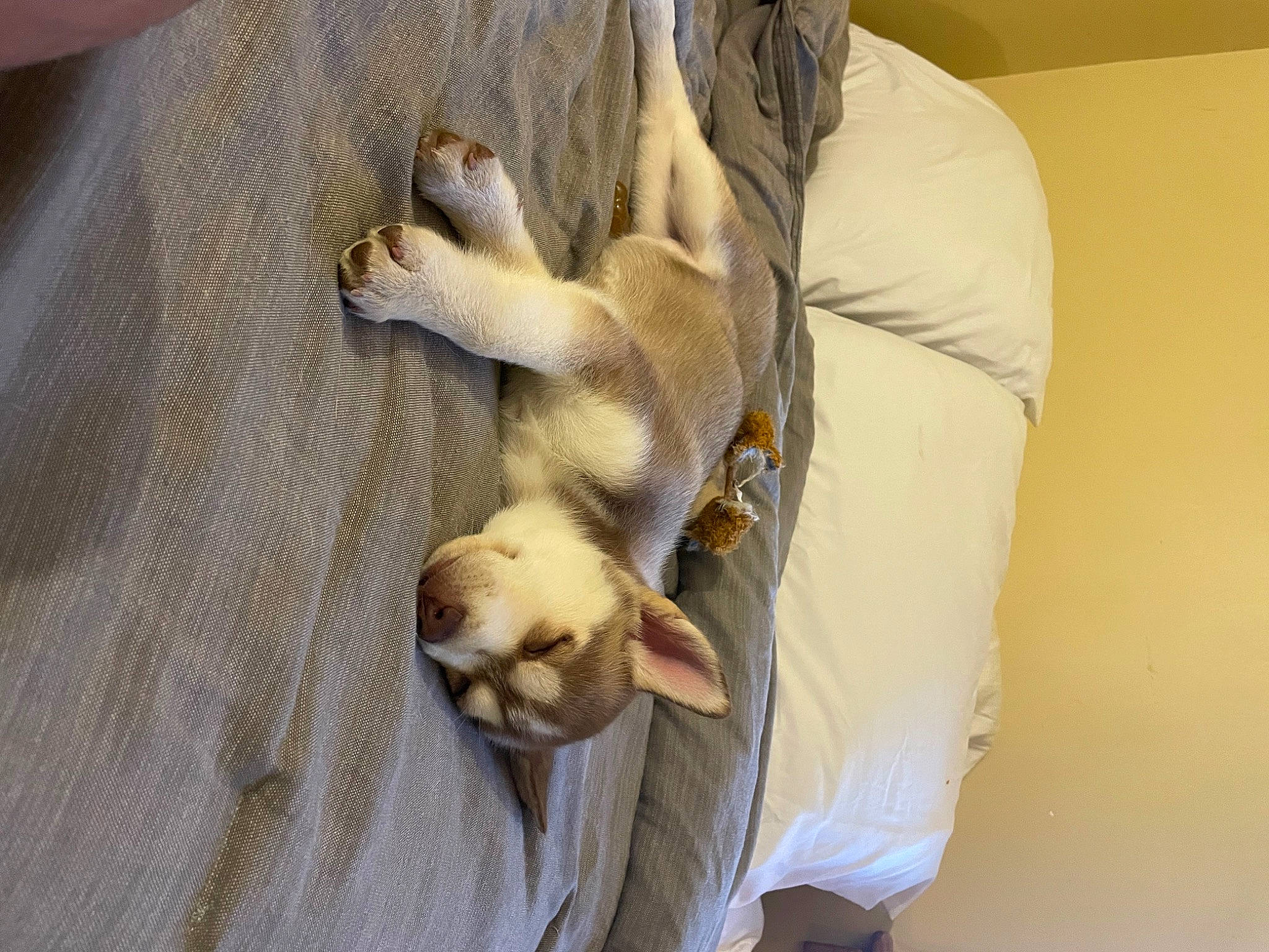 Harper joined the competition — help win amazing prizes! canidae, carnivore, comfort, companion_dog, dog, dog_breed, fawn, felidae, fur, linens, nap, paw, puppy_love, sleep, small_to_medium_sized_cats, snout, sporting_group, tail, toy_dog, whiskers