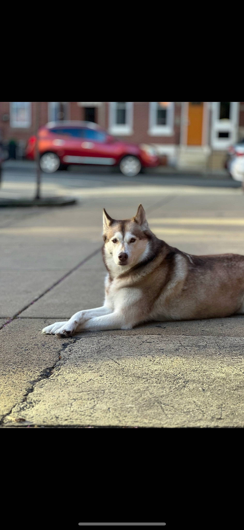 Aspen joined the competition — help win amazing prizes! asphalt, car, carnivore, companion_dog, dog, dog_breed, road, road_surface, sidewalk, sled_dog, snout, sporting_group, street, tail, tire, vehicle, wheel, window, working_animal, working_dog
