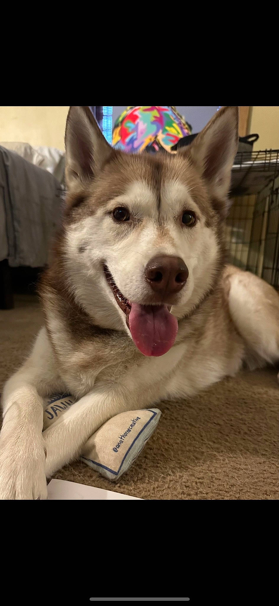 Aspen is registered to the contest to win money with this photo: canidae, canis, carnivore, collar, companion_dog, dog, dog_breed, dog_collar, fawn, foot, fur, herding_dog, paw, sled_dog, sporting_group, terrestrial_animal, whiskers, window, working_animal, working_dog