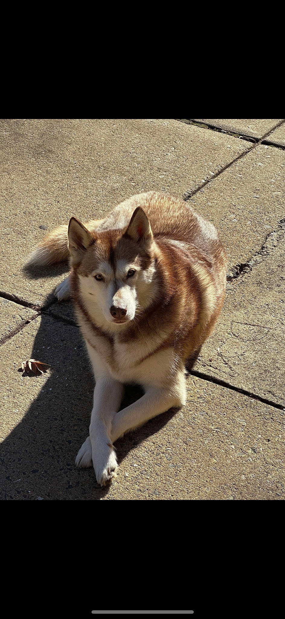 Aspen joined the competition — help win amazing prizes! ancient_dog_breeds, canidae, canis, carnivore, collar, companion_dog, dog, dog_breed, fur, non_sporting_group, road_surface, shadow, siberian_husky, sled_dog, snout, sporting_group, tail, terrestrial_animal, working_animal, working_dog