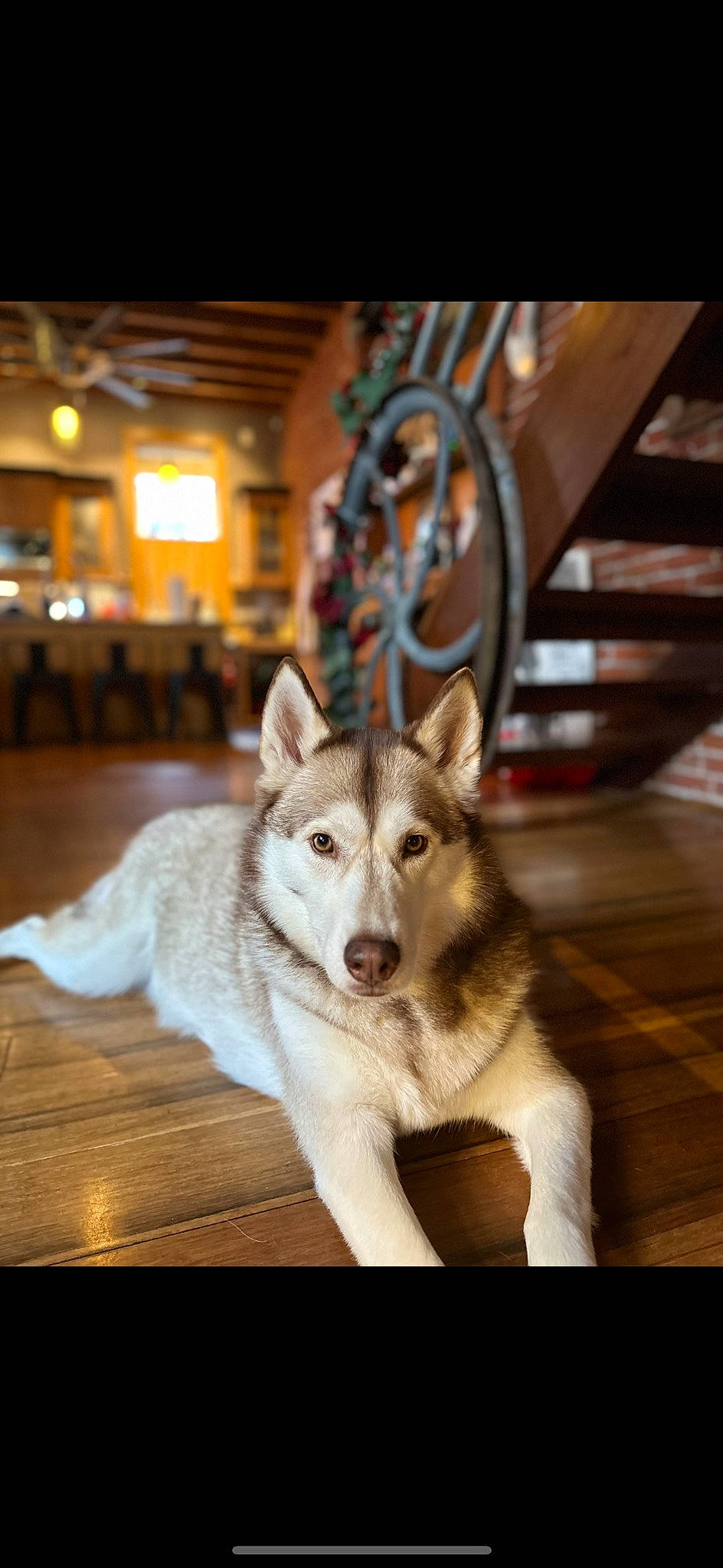 Aspen is registered to the contest to win money with this photo: art, canidae, canis, carnivore, companion_dog, dog, dog_breed, flooring, fur, lighting, recreation, sled_dog, snout, sporting_group, terrestrial_animal, wildlife, wolf, wood, working_animal, working_dog