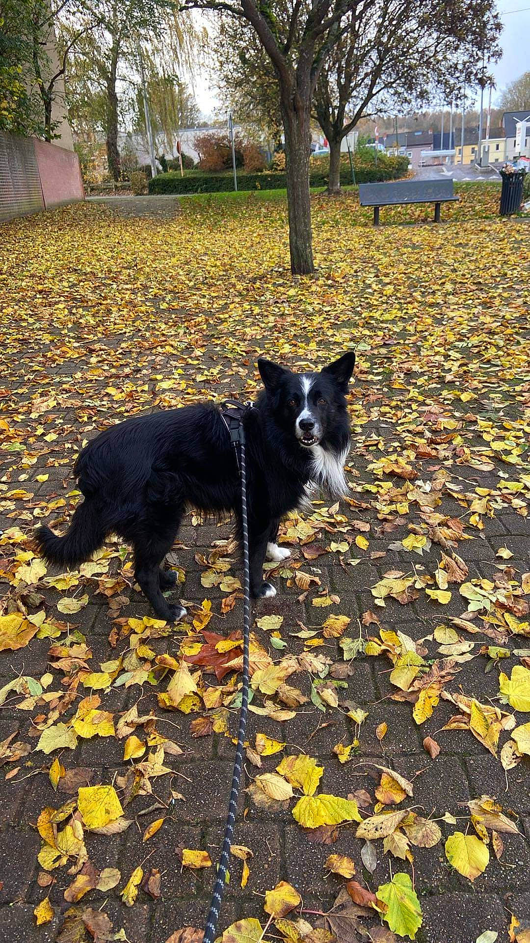 Buddy a rejoint le concours — aidez-le/la à gagner de superbes lots ! carnivore, dog, dog_breed, flooring, grass, leaf, plant, road_surface, shade, shadow, snout, soil, sporting_group, sunlight, tail, tints_and_shades, tree, wood, woody_plant, working_animal
