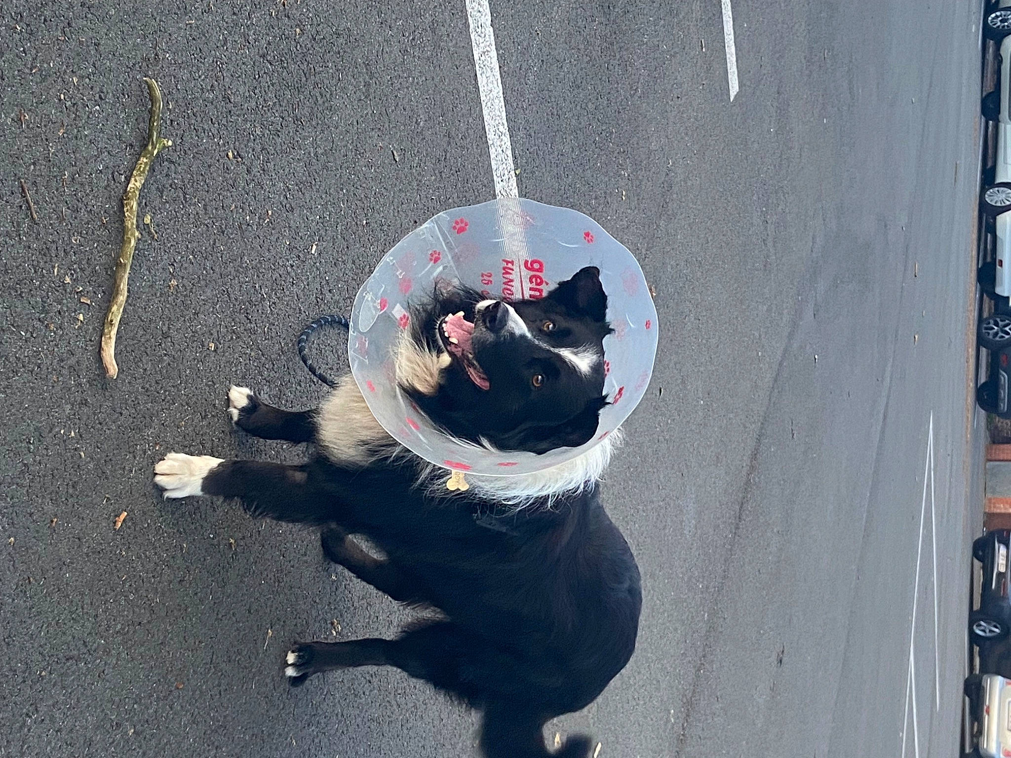 Buddy participe au concours pour gagner de l'argent avec cette photo : art, asphalt, canidae, carmine, carnivore, collar, companion_dog, dog, dog_breed, dog_collar, felidae, leash, road_surface, shadow, sidewalk, small_to_medium_sized_cats, snout, sporting_group, tail, tar