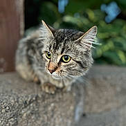 One joined the competition — help win amazing prizes! abyssinian, angora, animal, cat, kitten, manx, pet