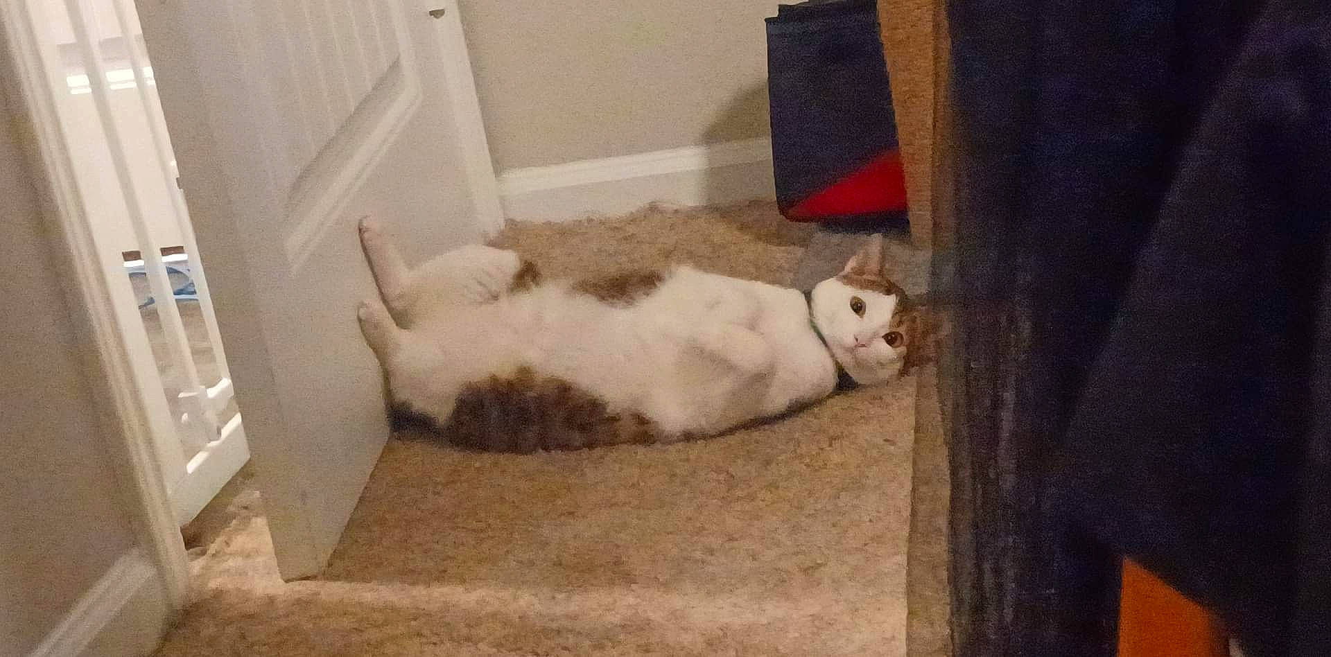 Link joined the competition — help win amazing prizes! carnivore, cat, cat_supply, comfort, domestic_short_haired_cat, eye, fawn, felidae, floor, flooring, fur, hardwood, linens, paw, room, small_to_medium_sized_cats, snout, tail, whiskers, wood