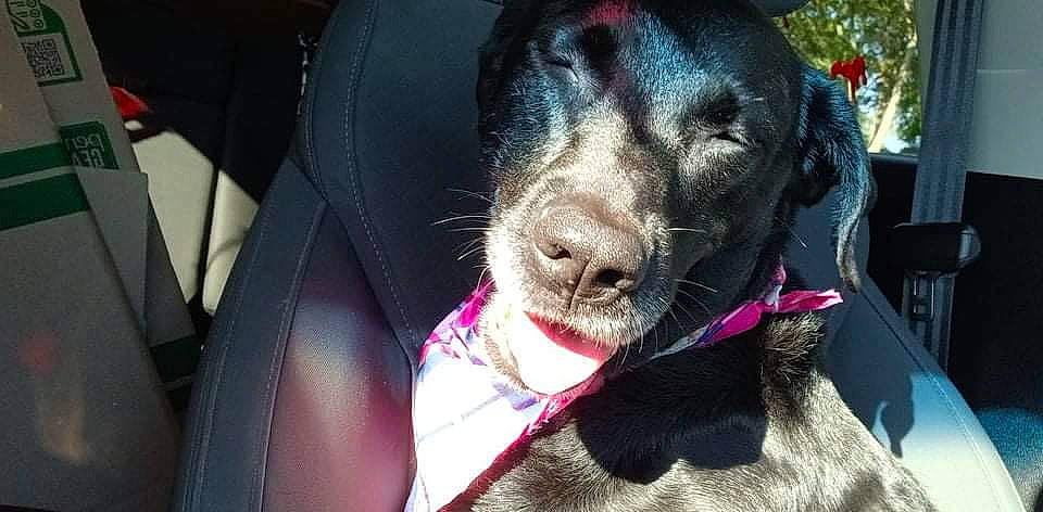 Honey is registered to the contest to win money with this photo: borador, canidae, carnivore, collar, companion_dog, dog, dog_breed, dog_collar, ear, fang, formal_wear, fur, guard_dog, gun_dog, jaw, liver, snout, sporting_group, whiskers, working_animal