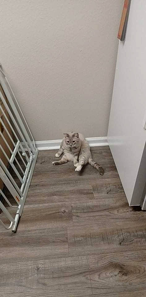 Navi joined the competition — help win amazing prizes! carnivore, cat, comfort, domestic_short_haired_cat, felidae, floor, flooring, grey, hardwood, laminate_flooring, plank, plaster, plywood, small_to_medium_sized_cats, stairs, tail, whiskers, wood, wood_flooring, wood_stain