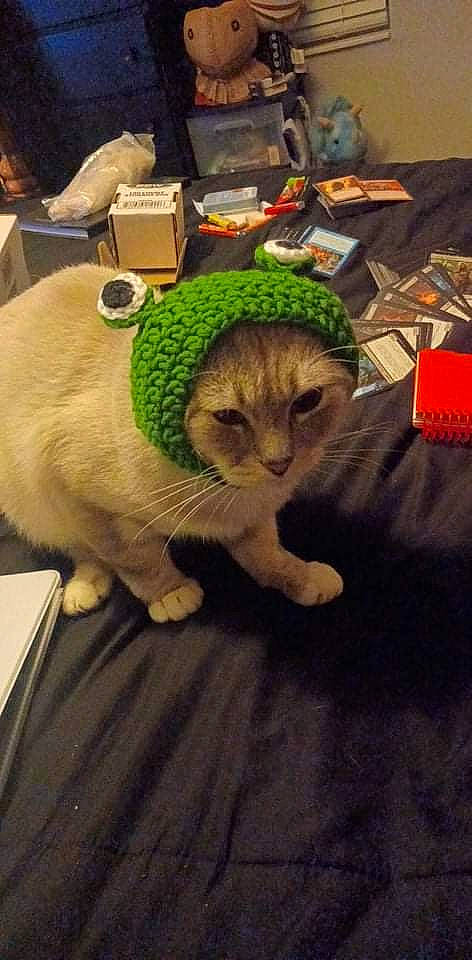 Navi joined the competition — help win amazing prizes! cap, carnivore, cat, domestic_short_haired_cat, fashion_accessory, fawn, felidae, flooring, fur, grass, hat, selfie, small_to_medium_sized_cats, snout, stuffed_toy, tail, terrestrial_animal, toy, whiskers, wool