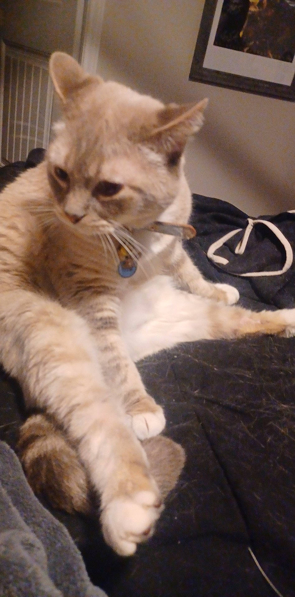 Navi is registered to the contest to win money with this photo: carnivore, cat, claw, comfort, domestic_short_haired_cat, fawn, felidae, fur, nap, paw, selkirk_rex, sitting, small_to_medium_sized_cats, snout, tail, whiskers